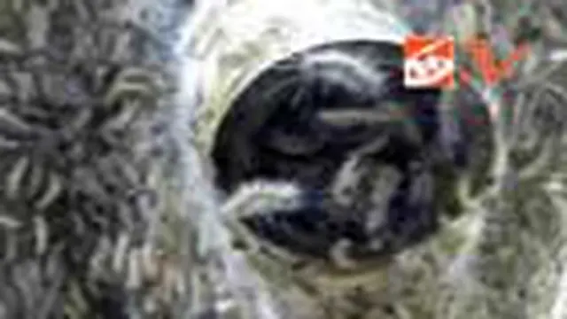 Ulat Bulu Serang Kawasan Wisata