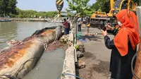 Proses evakuasi paus balin di pantai Kenjeran Surabaya. (Istimewa)