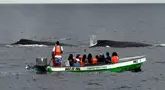 Wisatawan melihat paus bungkuk (Megaptera novaeangliae) yang muncul ke permukaan perairan Samudra Pasifik di Pulau Contadora, Panama, pada tanggal 24 September 2023. (Luis ACOSTA/AFP)