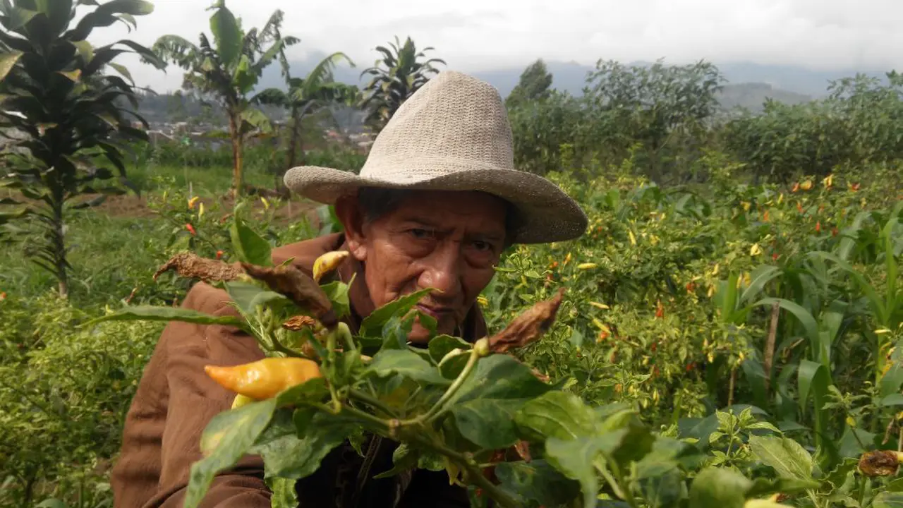 penyakit cacar buah pada cabai