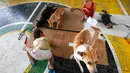 Dua orang anak melihat hewan yang sudah dikebiri di posko hewan Payatas, Manila, Filipina, Selasa (26/9).  Sejak Maret 2017, sekitar 16.000 dari 27.000 anjing dipinggiran kota Manila telah divaksinasi. (AP Photo/Bullit Marquez)