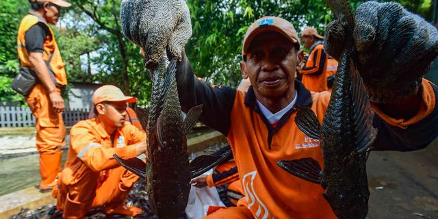 Ikan Sapu-Sapu Bisa Dimakan atau Tidak? Pakar Keamanan Pangan IPB Ungkap Faktanya