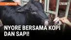 Keseringan Ngopi, Sapi di Mojokerto Doyan Nongkrong Bareng Warga!