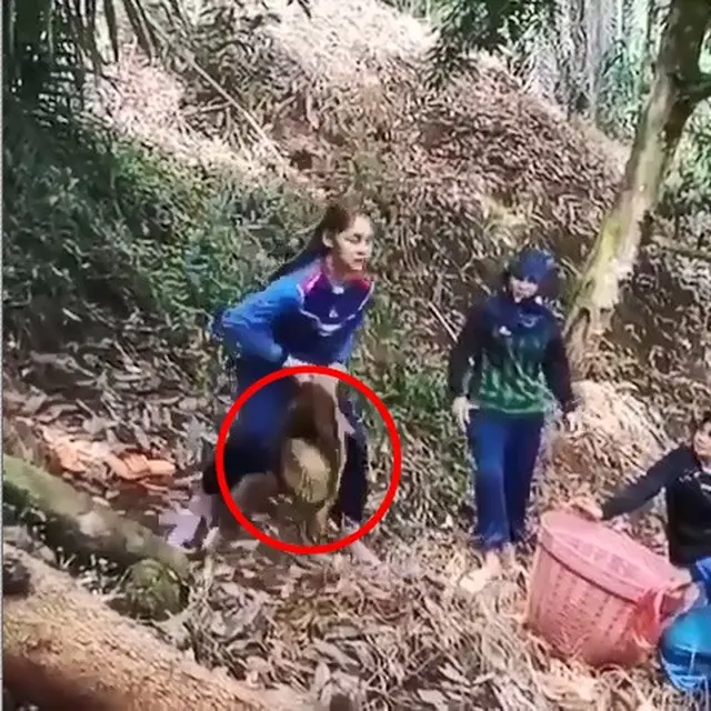 Tangkap Durian Dari Atas Pohon Saat Panen, Aksi Wanita Ini Bikin Takjub