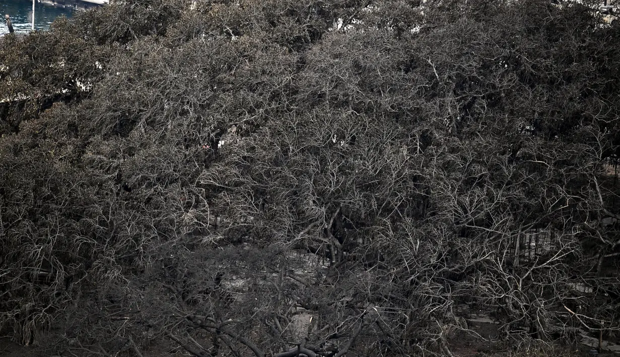 Pohon beringin - yang berada di taman yang dikelola oleh Yayasan Pemulihan Lahaina - merayakan ulang tahunnya yang ke-150 pada bulan April tahun 2023 ini. (Patrick T. Fallon / AFP)