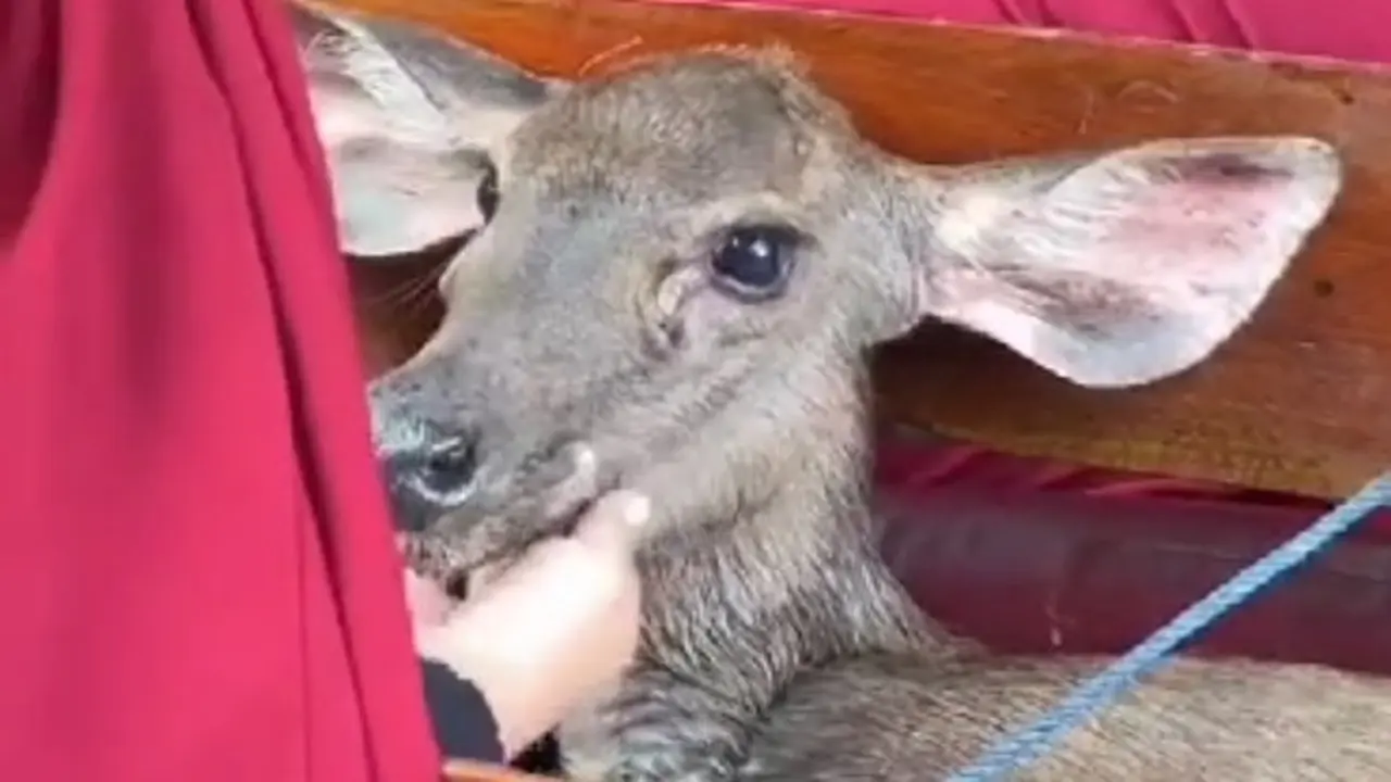 Rusa di Kabupaten Indragiri Hilir dielus emak-emak setelah diselamatkan dari kejaran anjing di hutan.