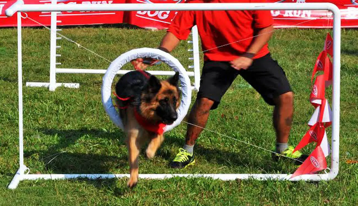 Tak hanya lari bersama, pemilik pun dituntut mengarahkan anjing kesayangannya untuk melewati rintangan yang disediakan (Liputan6.com/Andrian M Tunay)