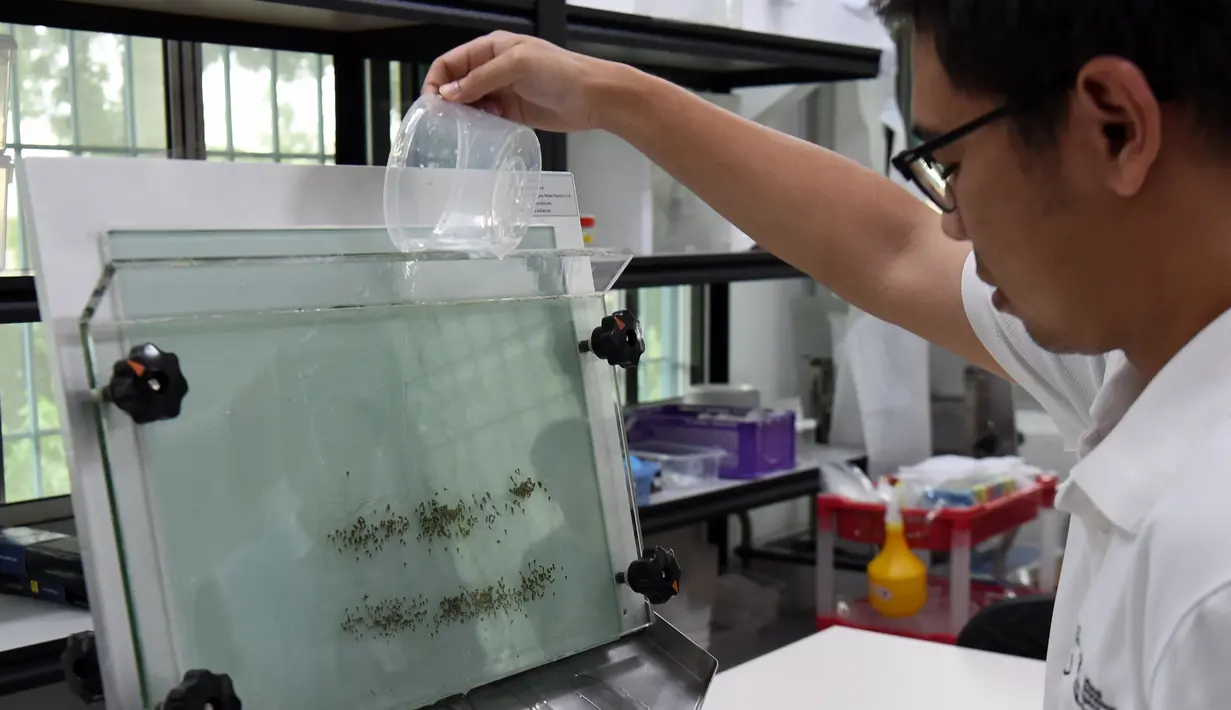Pemerintah Singapura mulai memerangi demam berdarah dengue (DBD) dengan menggunakan nyamuk, Selasa (7/2).  Jentik nyamuk pembawa bakteri Wolbachia dikembangbiakkan di Badan Lingkungan Nasional Singapura. (AFP Photo/Roslan Rahman)