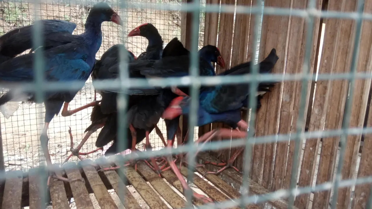 Burung Bondula Danau Limboto