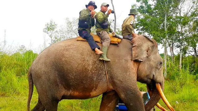 Gajah latih yang dikerahkan BBKSDA Riau untuk menggiring gajah liar yang masuk pemukiman di Indragiri Hulu
