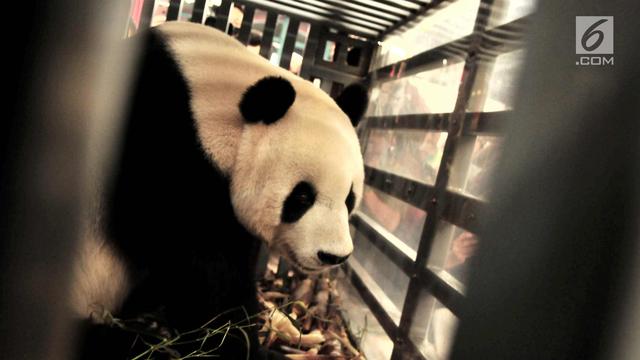 60+ Cara Gambar Hewan Panda Terbaru