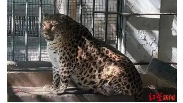Mirip Karakter Animasi, Kebun Binatang Ini Jalankan Program Diet untuk Macan Tutul Obesitas