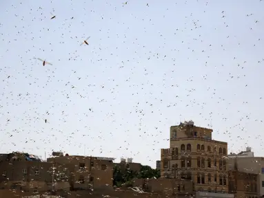 Sekawanan belalang gurun terbang di langit Sanaa, Yaman (9/10/2020). Kawanan belalang gurun menyerbu Sanaa, ibu kota Yaman, pada Jumat (9/10). (Xinhua/Mohammed Mohammed)
