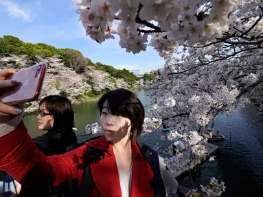 Seorang wanita berswafoto dengan latar belakang bunga sakura yang mekar sepenuhnya pada musim semi di Chidorigafuchi, Tokyo, Senin (26/3). Musim semi menjadi musim yang paling digemari wisatawan asing di Jepang. (AP Photo/Shizuo Kambayashi)