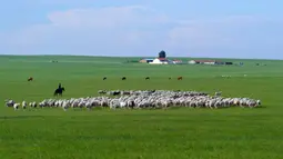 Seorang gembala menggembalakan domba di sebuah padang rumput di Prefektur Xilingol, Daerah Otonom Mongolia Dalam, China pada 2 Juli 2020. Lahan yang mengalami desertifikasi dan sandifikasi di Mongolia Dalam telah berkurang dalam 15 tahun beruntun. (Xinhua/Jia Lijun)