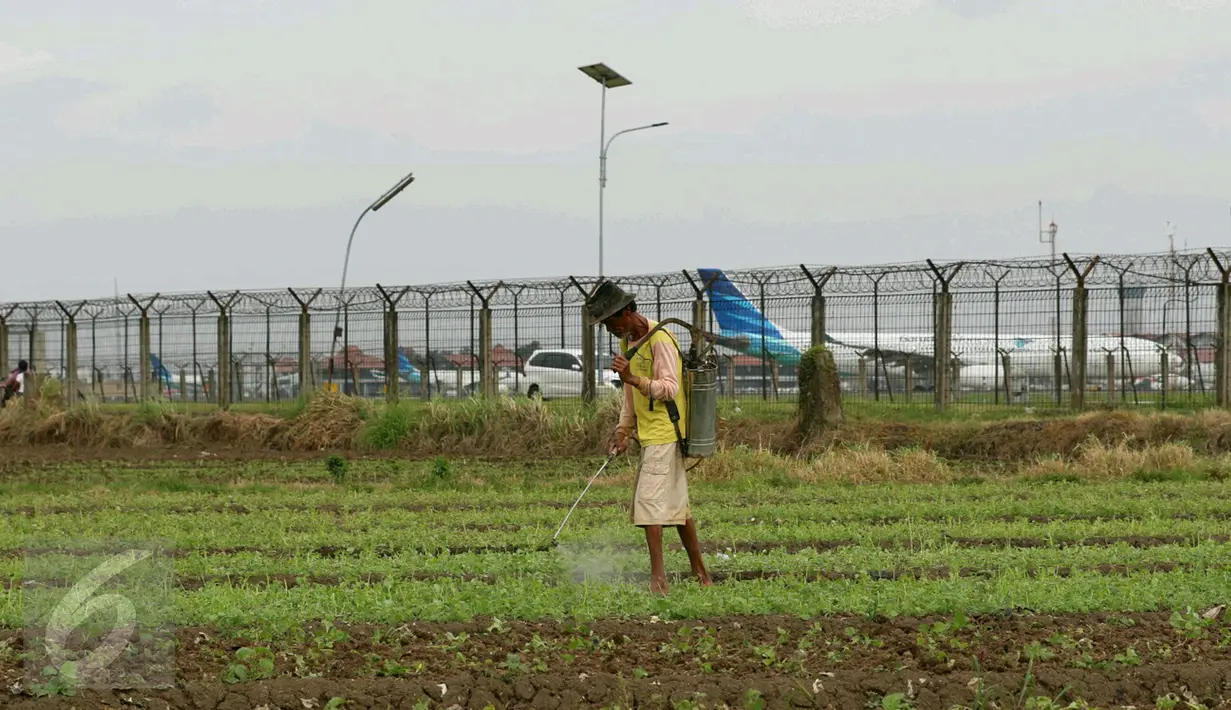Petani menyemprotkan pembasmi hama pada tanaman garapannya di area belakang Bandara Soekarno-Hatta, Tangerang, Jumat (6/1). Hasil tani tersebut oleh warga dijual di sejumlah pasar di Tangerang. (Liputan6.com/Angga Yuniar)