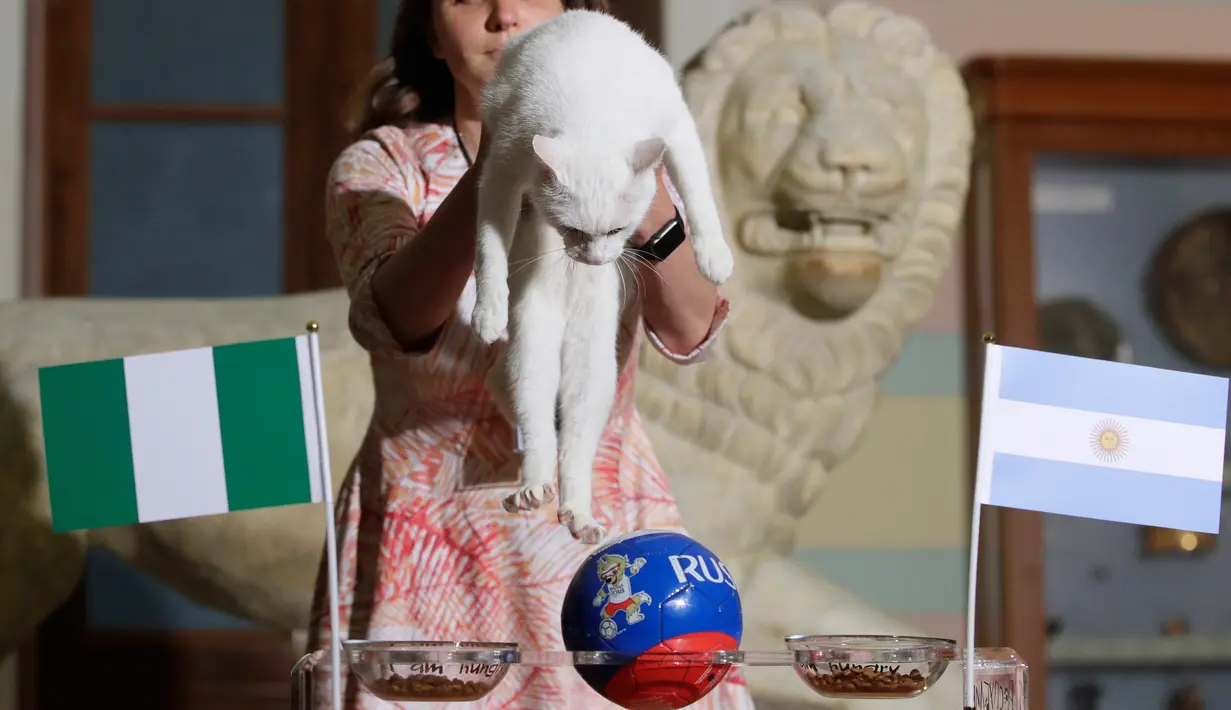 Achilles si kucing peramal bersiap memprediksi laga penutup Grup D Piala Dunia 2018 antara Nigeria vs Argentina di St. Petersburg, Rusai, Selasa (26/6). Achilles memilih Nigeria sebagai pemenang dalam laga hidup mati malam ini. (AP/Dmitri Lovetsky)