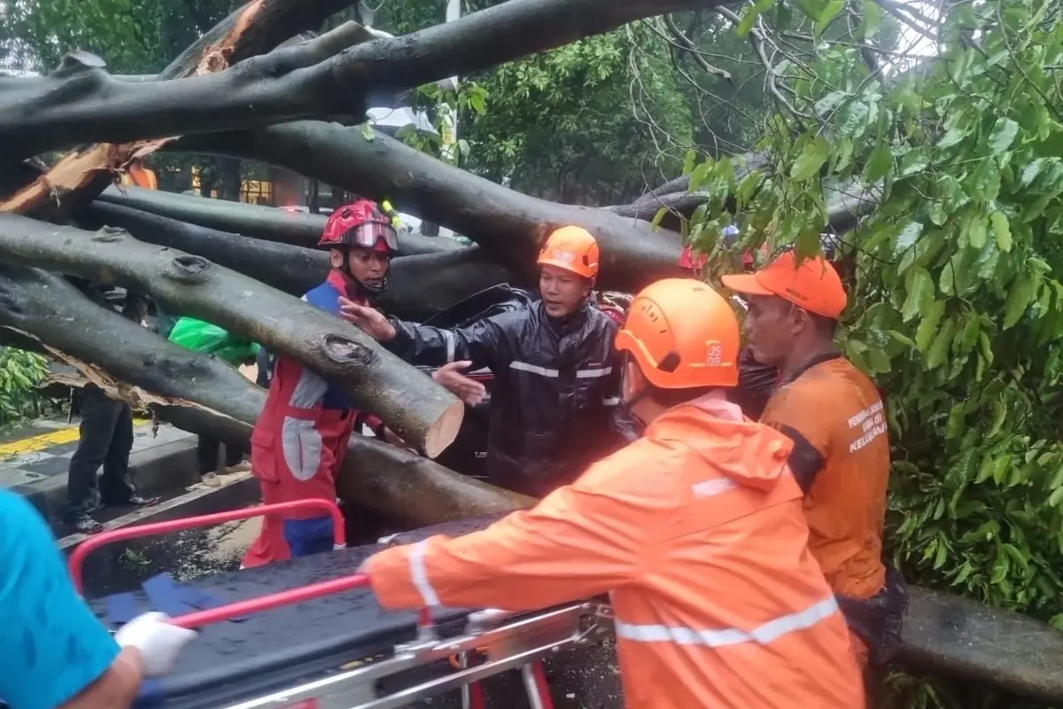 Pohon Besar Tumbang di Kebayoran Baru Timpa 5 Mobil