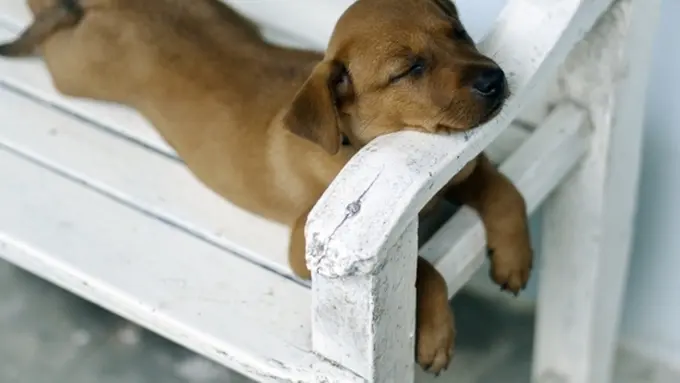 Perjuangan Kocak 16 Anjing Ketika Menahan Kantuk Berat