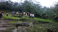 Buaya naik ke areal persawahan akibat luapan Sungai Luk Ulo di Kabupaten Kebumen, Jawa Tengah. (Foto: Polres Kebumen/Istimewa/Liputan6.com/Muhamad Ridlo)