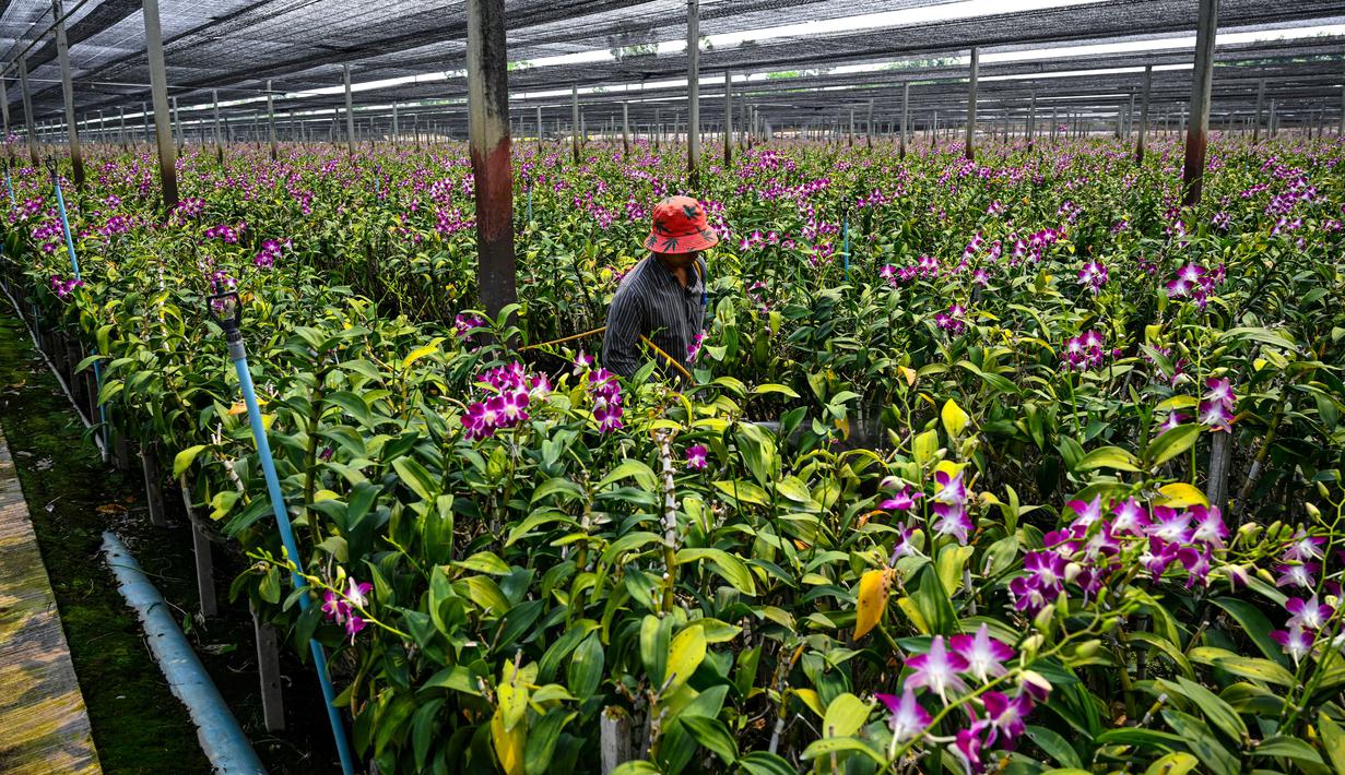 <p>Seorang pekerja menyiram anggrek di sebuah perkebunan di provinsi Nakhon Pathom, Thailand tengah pada 7 April 2022. Perkebunan itu pada masa jayanya populer di kalangan elit Thailand, bahkan pernah berkembang menjadi industri anggrek bernilai jutaan dollar. Tetapi pandemi covid-19 telah membuat satu dari lima perkebunan anggrek ditutup baru-baru ini. Dan tekanan semakin berat saat perang Rusia-Ukraina. (Lillian SUWANRUMPHA / AFP)</p>