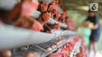 Tanpa APBD, Pemkot Bogor Kembangkan Peternakan Ayam Petelur untuk Dukung MBG
