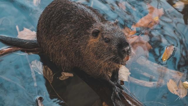 Ilustrasi mimpi, berang-berang