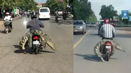 Pengendaran motor ini enggak ada takutnya, buaya pun diboyong di jok belakang motornya. (Source: otosia.com)