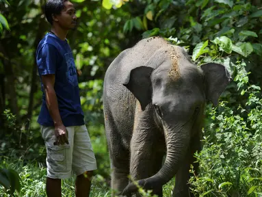 Seekor bayi gajah Sumatra berusia dua tahun berinteraksi dengan pawang dari Unit Respons Konservasi Trumon di Trumon, kabupaten Aceh Selatan (10/1). Gajah sumatera berpostur lebih kecil daripada subspesies gajah india. (AFP Photo/Chaideer Mahyuddin)