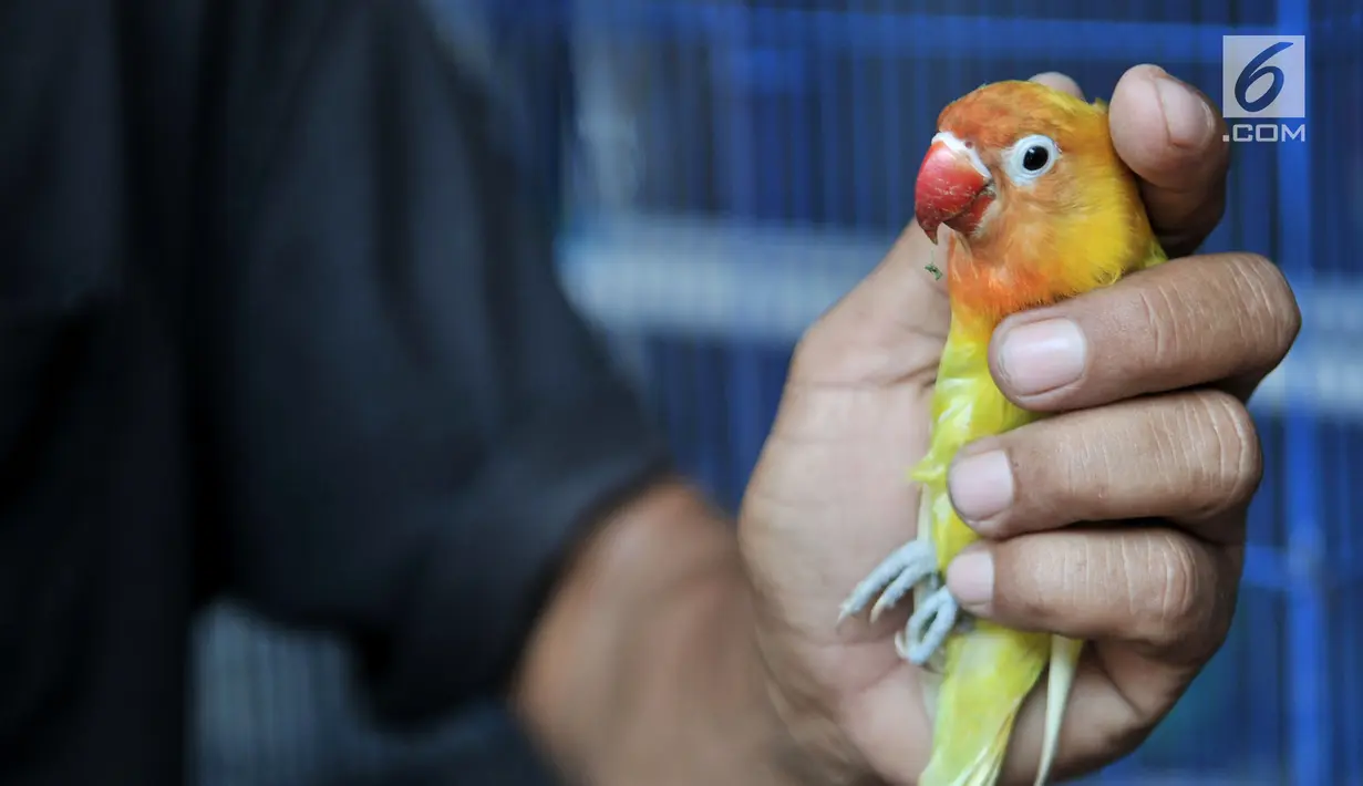 Peternak saat bermain dengan burung lovebird di sebuah peternakan kawasan Duren Sawit, Jakarta, Minggu (23/9). Burung lovebird memiliki harga jual mulai Rp 200 ribu hingga Rp 500 juta. (Merdeka.com/Iqbal Nugroho)
