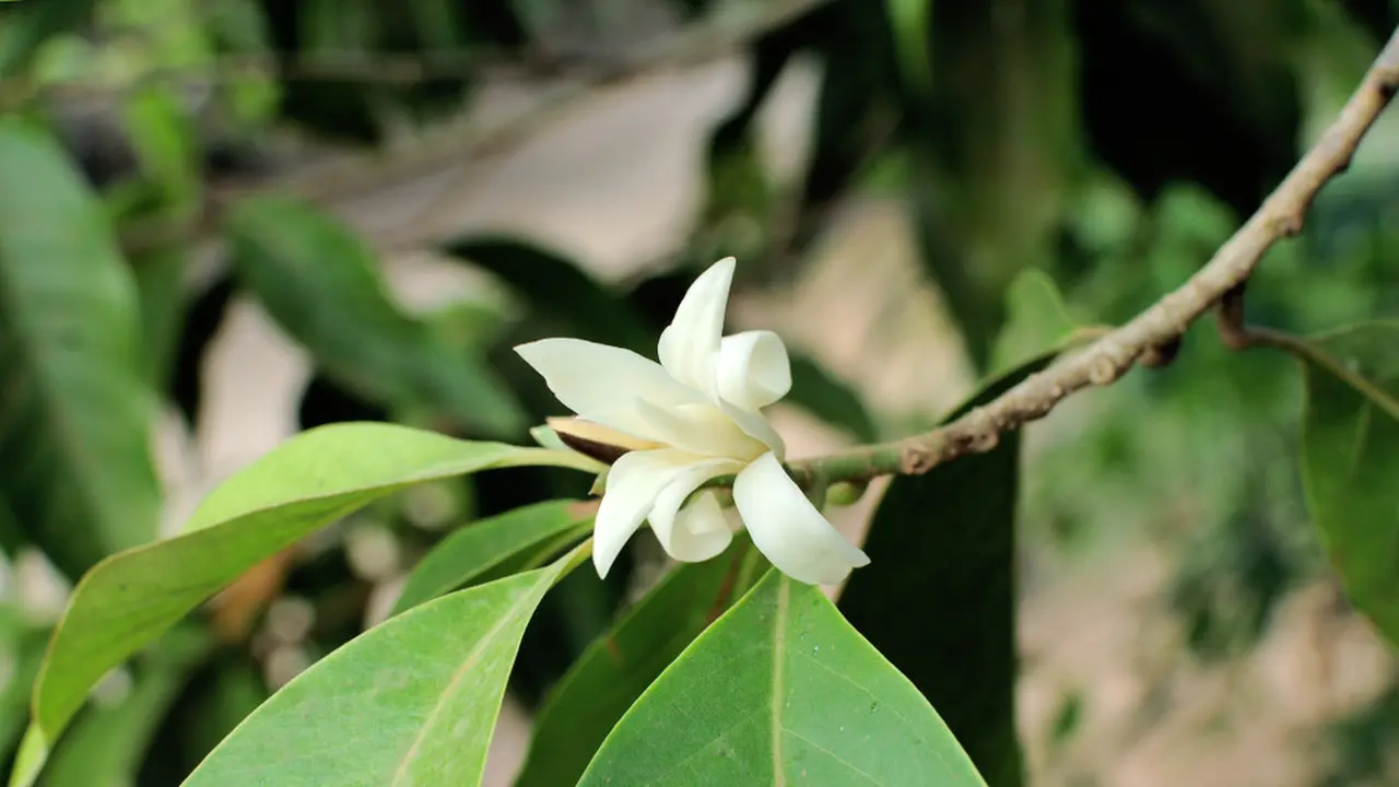 bunga-kezo