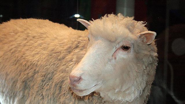 22-2-1997: Domba Dolly, Mamalia Hasil Kloning Pertama di Dunia