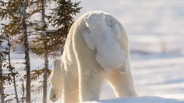 Polar Bear Cub Grabs a Ride by Daisy Gilardini, 2015