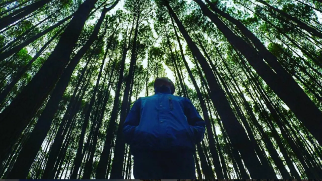 Hutan Pinus
