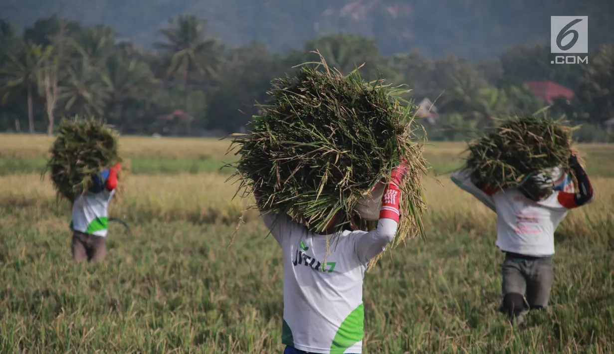 Sejumlah petani membawa hasil panen padi di Desa Bube Baru, Kecamatan Suwawa, Kabupaten Bone Bolango, Gorontalo, Jumat (15/3). Mereka bergotong royong di sawah dengan menyambut musim panen dengan begitu ceria. (Liputan6.com/Arfandi Ibrahim)