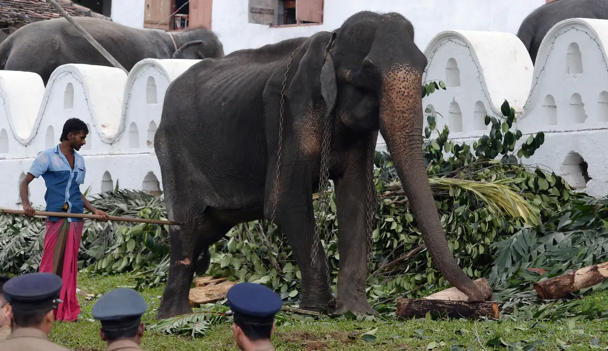 Gajah kurus bernama Tikiri berada di Kuil Gigi, Kandy, Sri Lanka, Selasa (13/8/2019). Setelah mendapat kecaman warganet, gajah yang seumur hidupnya dipaksa ikut berparade dalam festival kostum itu akhirnya ditarik pihak berwenang untuk beristirahat dan berobat. (LAKRUWAN WANNIARACHCHI/AFP)