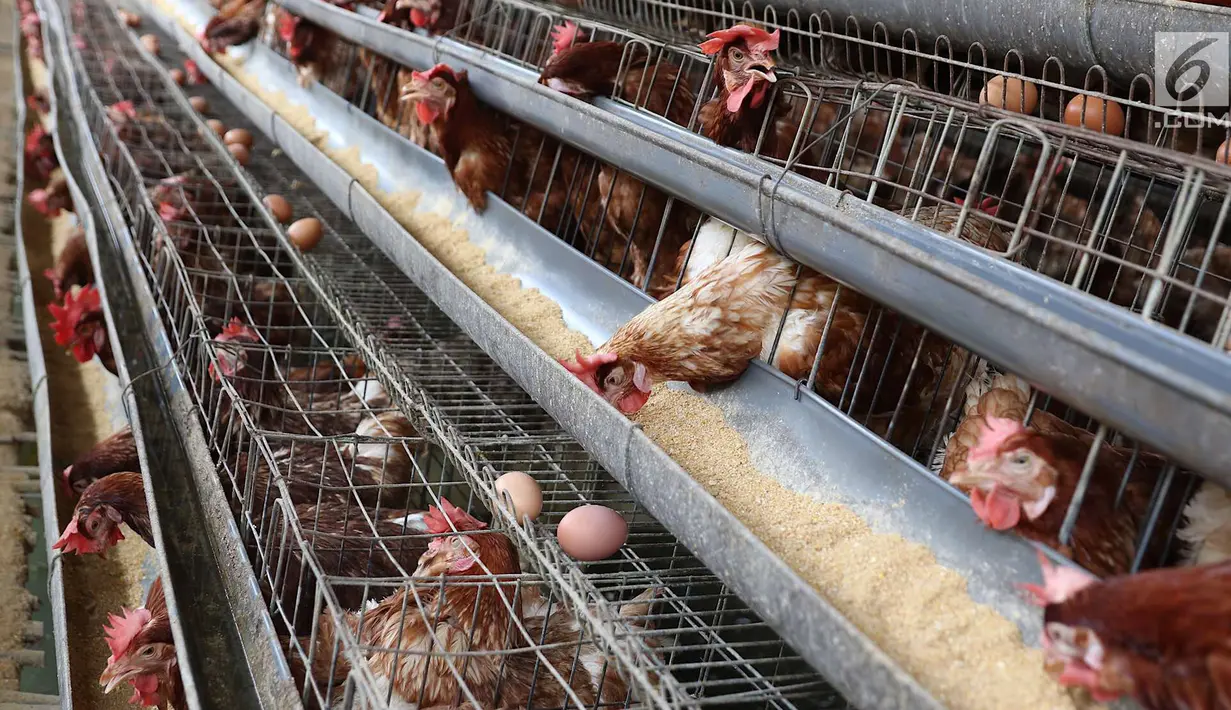 Telur ayam terlihat di sebuah peternakan di kawasan Depok, Jawa Barat, Senin (23/7). Tingginya harga telur ayam di pasaran karena tingginya permintaan saat lebaran lalu yang berimbas belum stabilnya produksi telur. (Liputan6.com/Immanuel Antonius)
