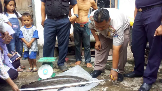 Dua Ekor Ikan Aligator Ditemukan Warga Kabupaten OKI di Perairan Sungai Musi