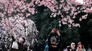Mekarnya bunga sakura jenis somei-yoshino, yang menyumbang lebih dari 90 persen pohon sakura yang ditanam di Jepang, hanya berlangsung sekitar satu minggu dan cenderung muncul secara bersamaan di suatu wilayah karena pohon-pohon tersebut merupakan klon dari satu spesimen. (Photo by Richard A. Brooks / AFP)