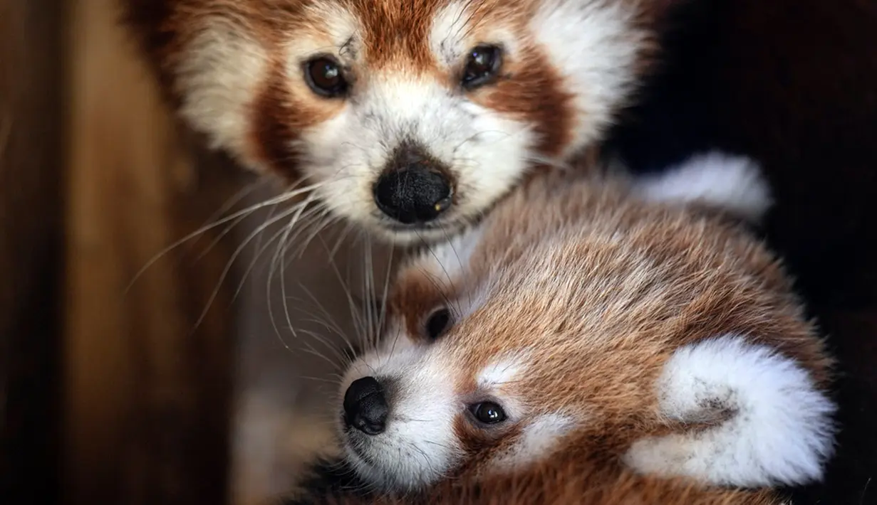 <p>Seekor bayi panda merah (kanan) bermain bersama ibunya di dalam Attica Zoological Park, Spata, dekat Athena, Yunani, Rabu (20/9/2023). Panda merah yang lahir di kebun binatang dua bulan lalu itu belum diberi nama. (AP Photo/Petros Giannakouris)</p>