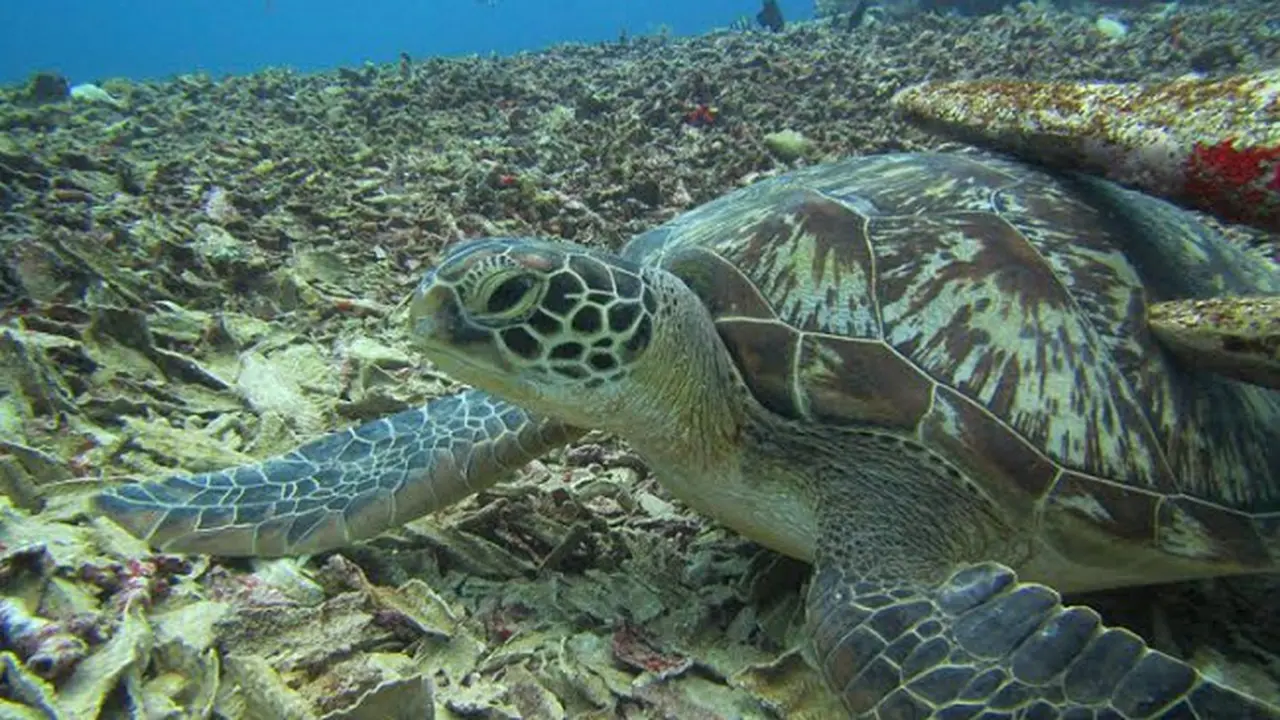 Spot Turtle Heaven