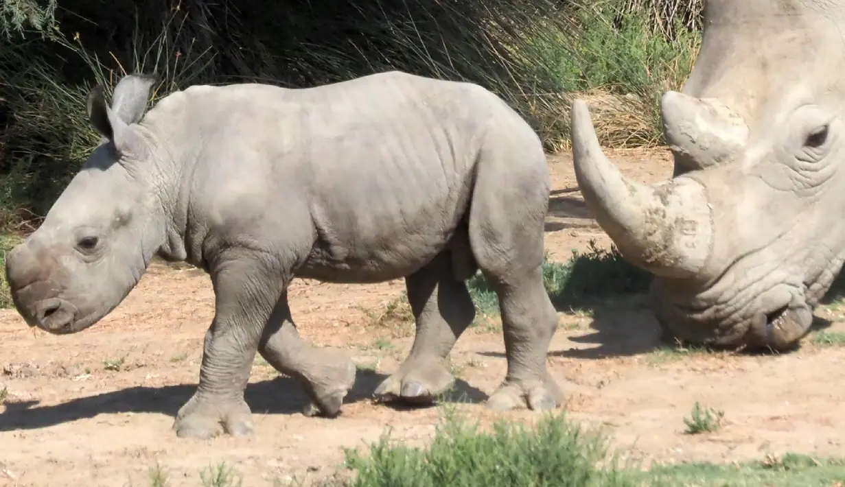 Seekor induk badak putih bernama Lima berjalan dengan bayinya di Cagar Afrika Sigean (Aude), di Prancis, 21 September 2018. Bayi badak putih jantan seberat 50 kg itu lahir pada 4 September lalu. (AFP / RAYMOND ROIG)