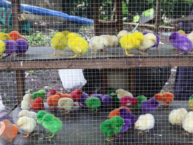 Berita Anak Ayam  Warna  Warni  Hari Ini Kabar Terbaru 