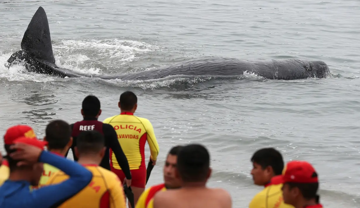 Petugas penyelamat membantu paus sperma terluka yang terdampar di perairan San Bartolo, Peru, Selasa (20/8/2019). Dokter hewan ORCA merawat dan kemudian mengembalikannya ke laut dengan bantuan personel penyelamat dan peselancar. (AP Photo/Martin Mejia)