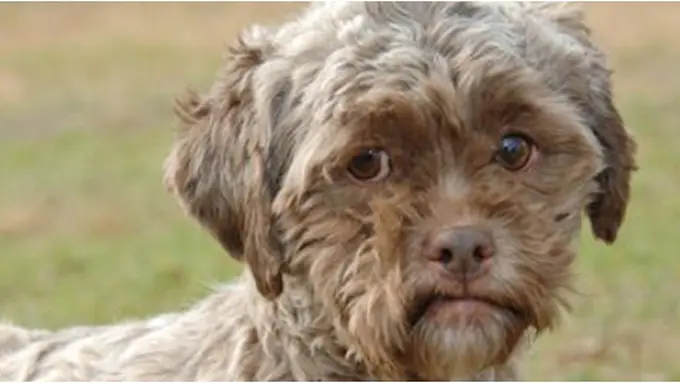 Courtesy Petfinder.com/fotografer: Renny Mills