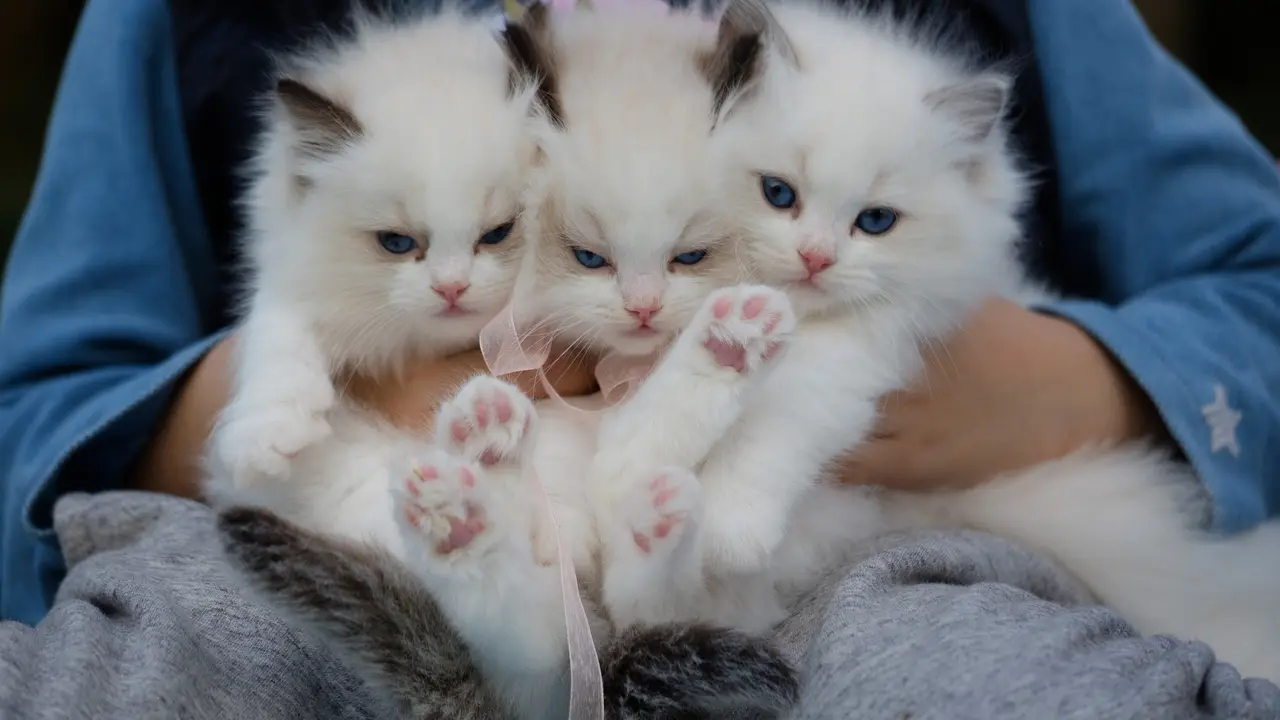 Ilustrasi Kucing