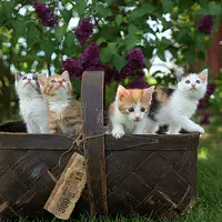 Ilustrasi Kucing/https://unsplash.com/Jari Hytonen