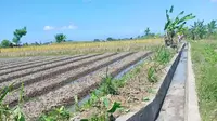Tingkatkan Indeks Pertanaman, Kementan Rehabilitasi Jaringan Irigasi di Badung