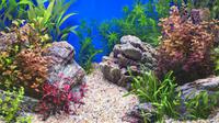 aquascape (sumber: freepik)