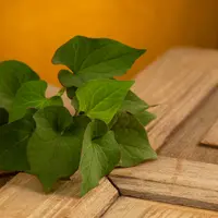 Heartleaf, bahan K-Beauty yang sedang populer. Sumber foto: Shutterstock.